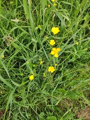 Ranunculus acris