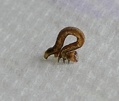 Lepidoptera