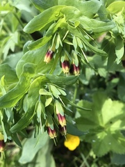 Cerinthe glabra