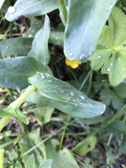 Cerinthe glabra