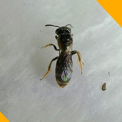 Insecta