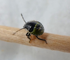 Palomena
