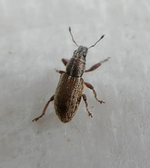 Curculionidae