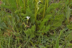 Meum athamanticum
