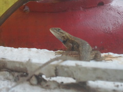 Sceloporus edbelli