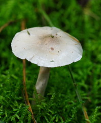 Cortinarius austroalbidus