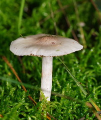 Cortinarius austroalbidus