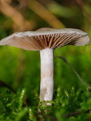 Cortinarius austroalbidus