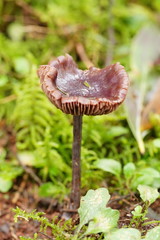 Thaxterogaster submagellanicus