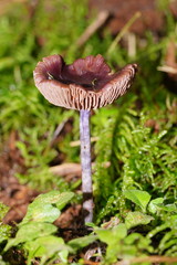 Thaxterogaster submagellanicus