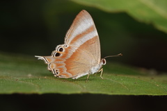 Abisara savitri