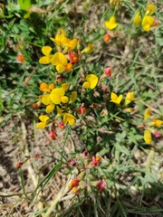 Lotus corniculatus