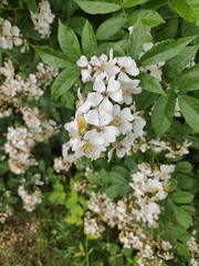 Rosa multiflora