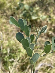 Senna italica arachoides