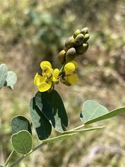 Senna italica arachoides
