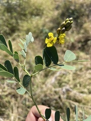 Senna italica arachoides