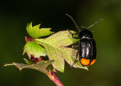Cryptocephalus biguttatus