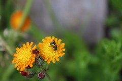 Halictus