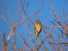 Ploceus velatus