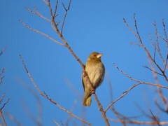 Ploceus velatus