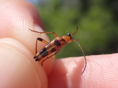 Stenurella septempunctata