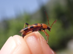 Stenurella septempunctata