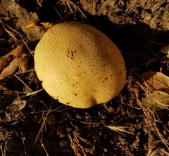 Buchwaldoboletus