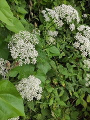 Aegopodium podagraria