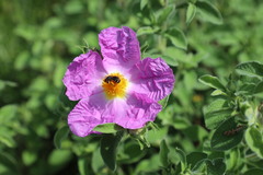Halictus