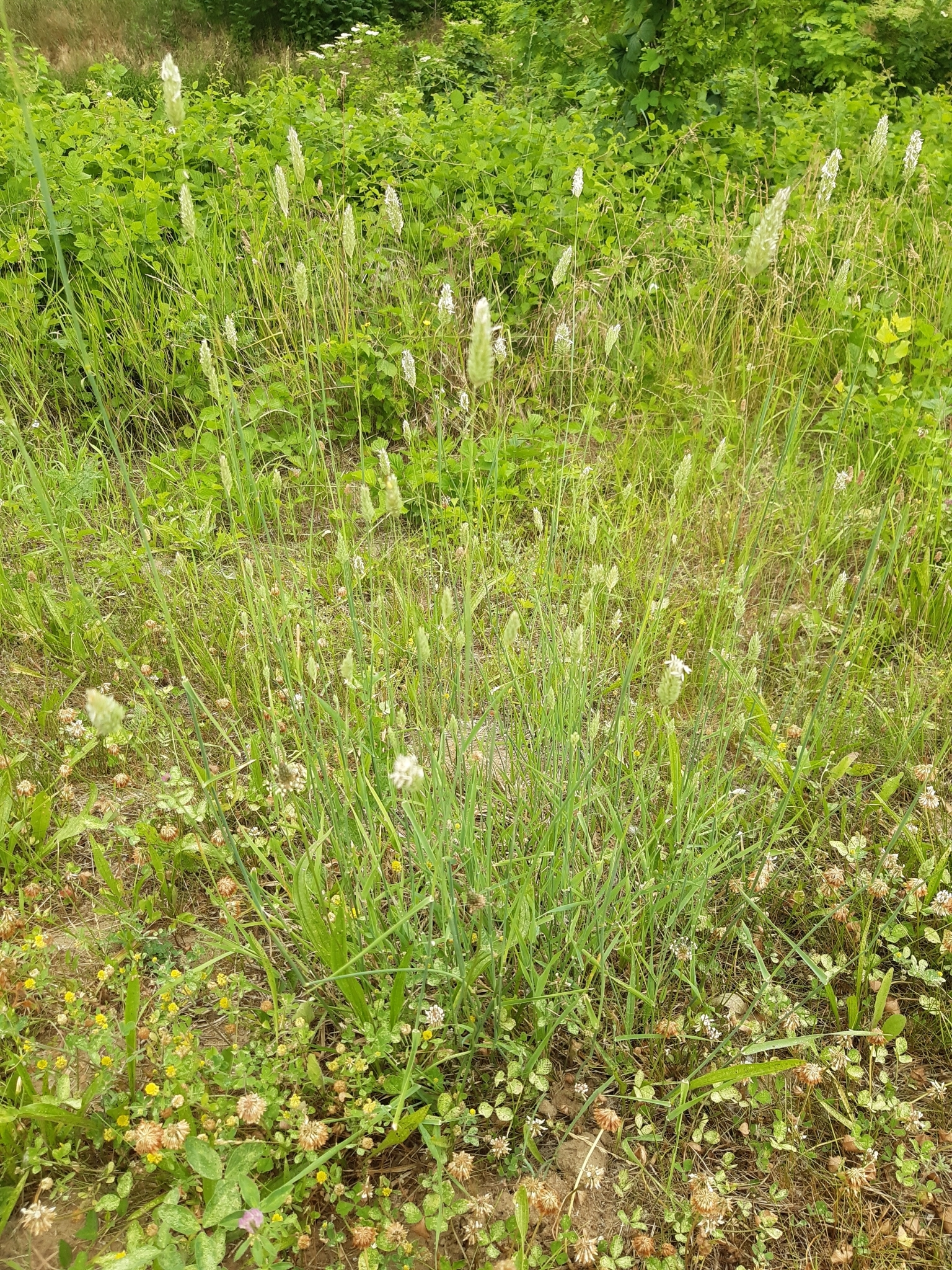 (c) Martin Scheuch, certains droits réservés (CC BY) https://www.inaturalist.org/observations/84281938