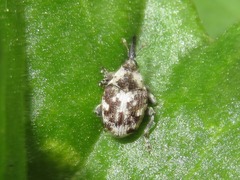 Hadroplontus litura