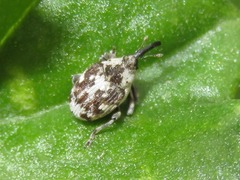 Hadroplontus litura