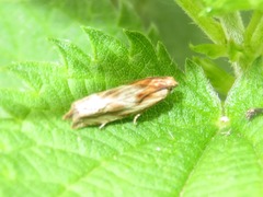 Eucosma cana