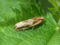 Eucosma cana