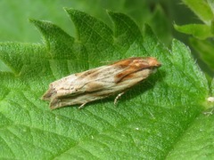 Eucosma cana