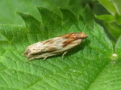 Eucosma cana