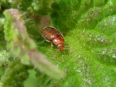 Rhyzobius litura