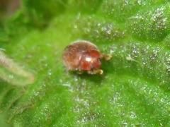 Rhyzobius litura