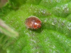 Rhyzobius litura