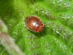 Rhyzobius litura