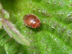 Rhyzobius litura