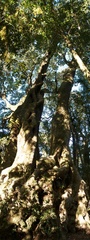Nothofagus moorei