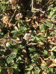 Trifolium repens