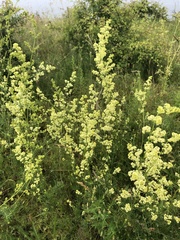 Galium × pomeranicum