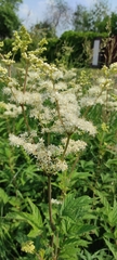 Filipendula ulmaria