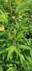 Filipendula ulmaria