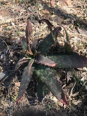 Aloe