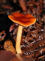 Cortinarius abnormis