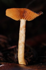 Cortinarius abnormis