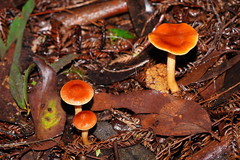 Cortinarius abnormis